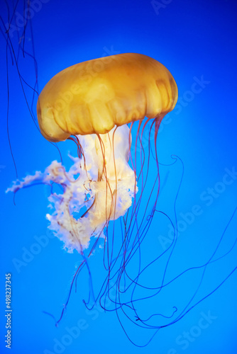 Orange jellyfish (Chrysaora fuscescens) © Pavlo Vakhrushev