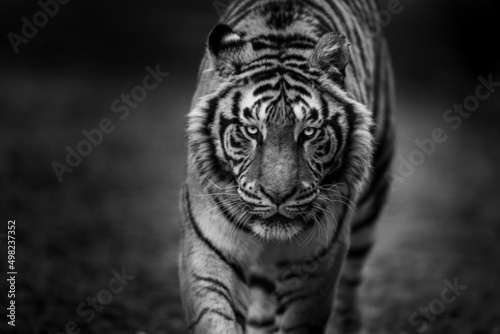 Portrait of a tiger in the forest