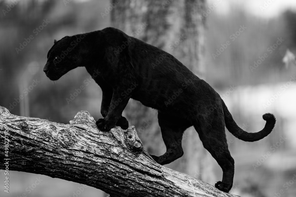 A black jaguar sleeping on the tree