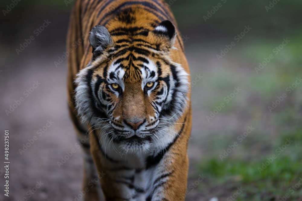 Portrait of a tiger in the forest