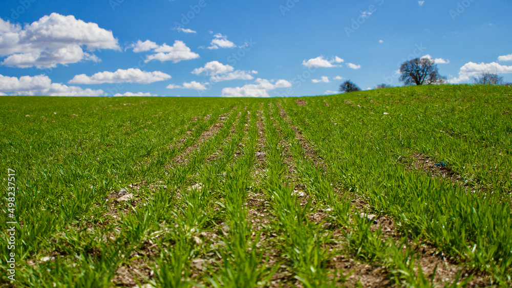 Cloudy blue sky and spring greenery. Crops emerging from the ground in the fields. Green fields in front of rural village landscape. Dirt country roads, plowed fields and dry trees. Focus is selective