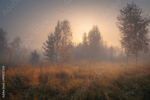 Beautiful foggy autumn scenery. A flock of swans flying over autumn dreamy copse with fall trees and dry grass.