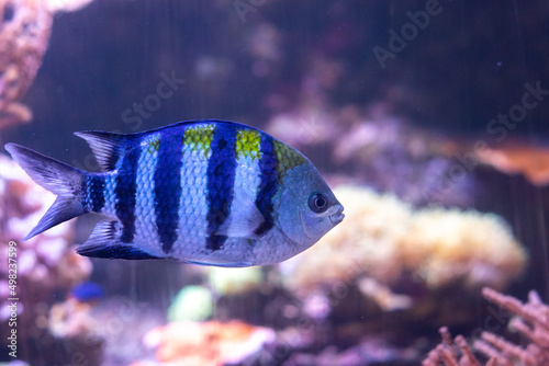 Tropical fish swimming alone in the aquarium among coral reef. © szmuli