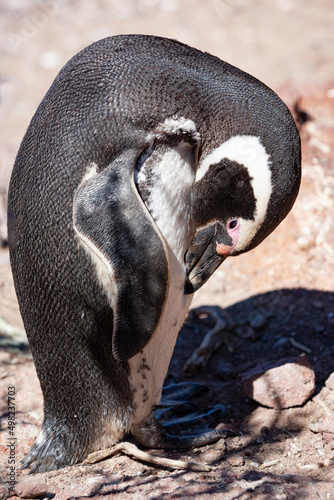 Pinguino di Magellano nel suo habitat naturale in Patagonia 