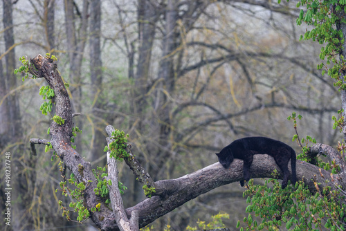 A black jaguar sleeping on the tree
