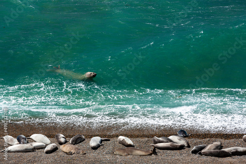 Elefanti marini nel contesto nella penisola valdes (Argentina) photo