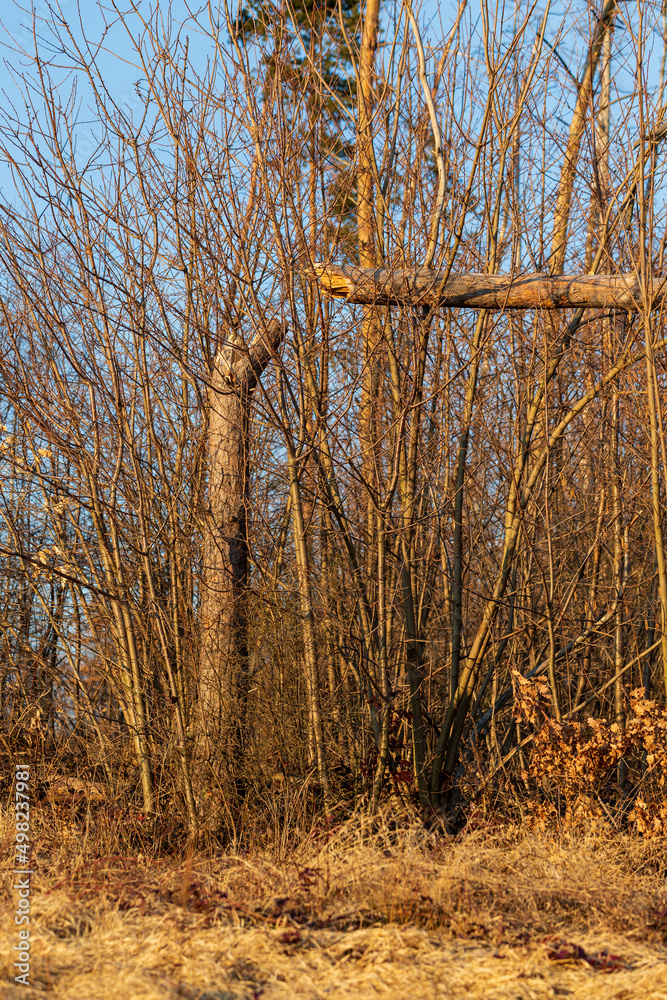 Fototapeta premium Broken tree after a storm in the meadow.