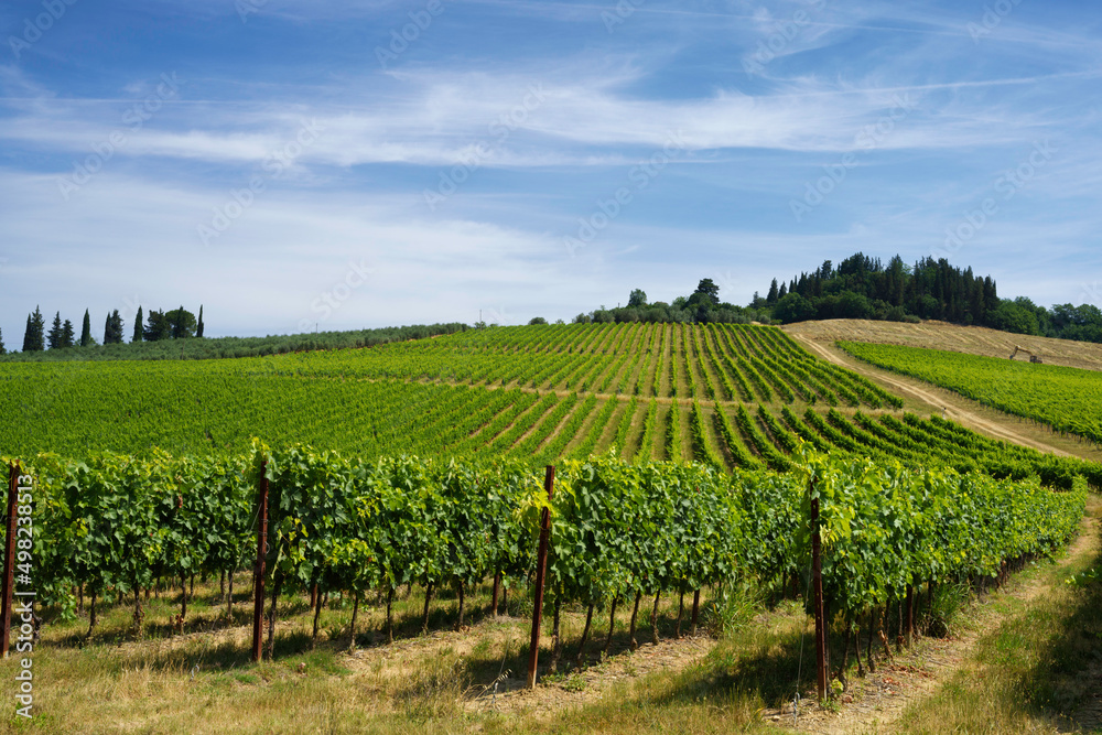 Vineyards of Chianti at summer