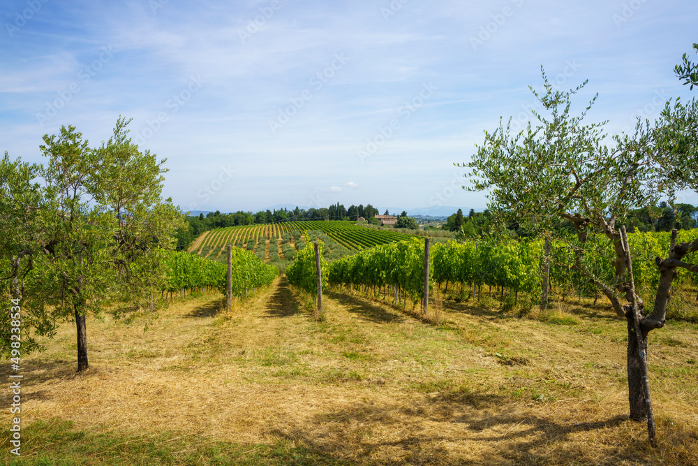 Naklejka premium Vineyards of Chianti at summer