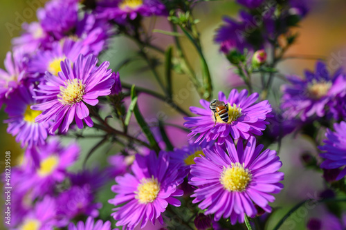 Purple flowers of Michaelmas Daisy  Aster Amellus   Aster alpinus  Asteraceae violet blooms growing in the garden in summer with a bee collecting pollen or nectar.