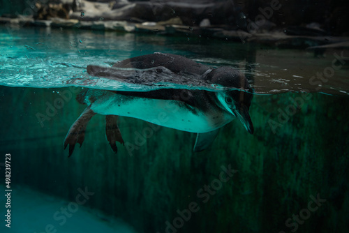 cute penguin swims in the pool with blue water