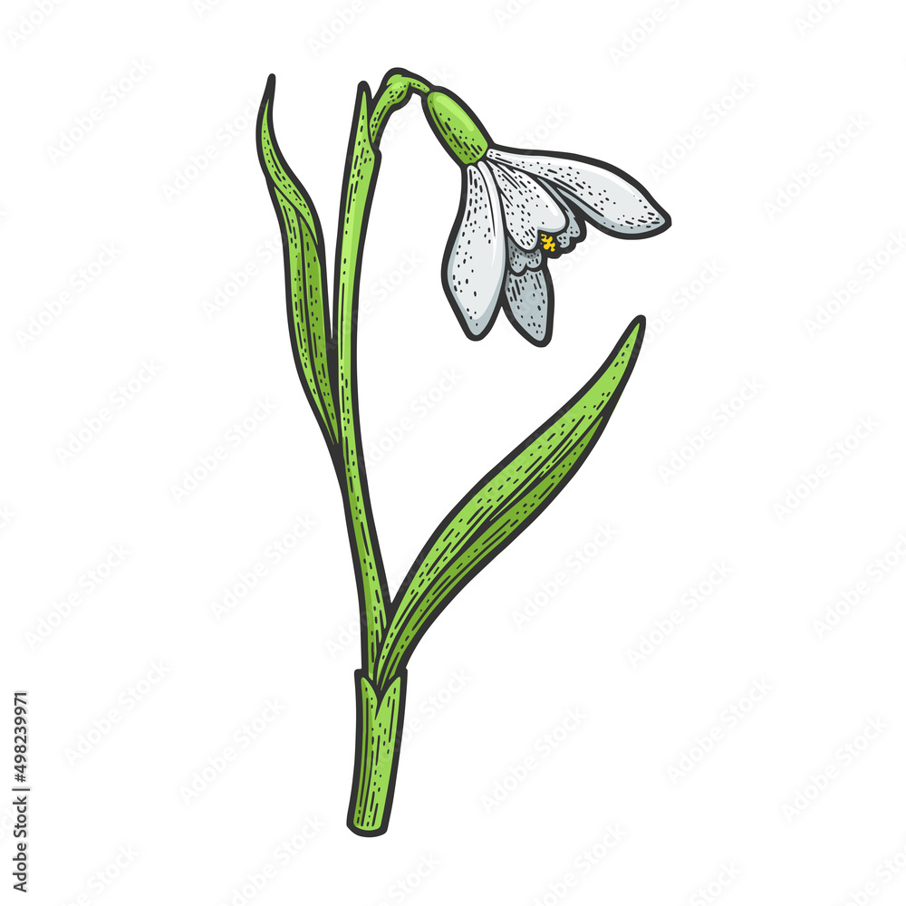 Snowdrop galanthus flower color sketch engraving raster illustration. T-shirt apparel print design. Scratch board imitation. Black and white hand drawn image. Snowdrop galanthus flower color sketch engraving raster illustration. T-shirt apparel print design. Scratch board imitation. Black and white hand drawn image.