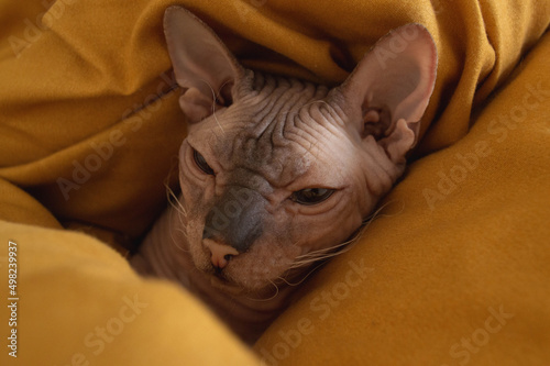Sphynx cat sleeping in yellow blanket