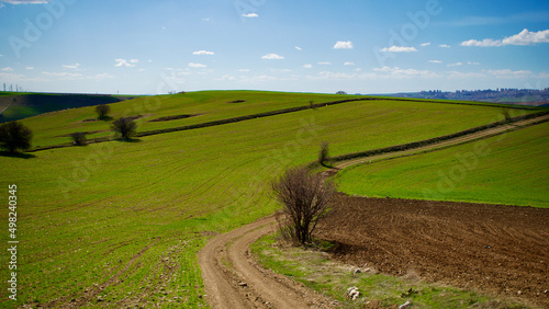 Cloudy blue sky and spring greenery. Crops emerging from the ground in the fields. Green fields in front of rural village landscape. Dirt country roads  plowed fields and dry trees. Focus is selective
