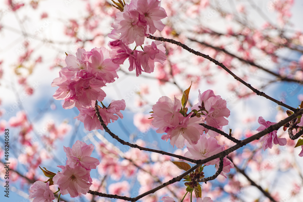 満開の桜の花