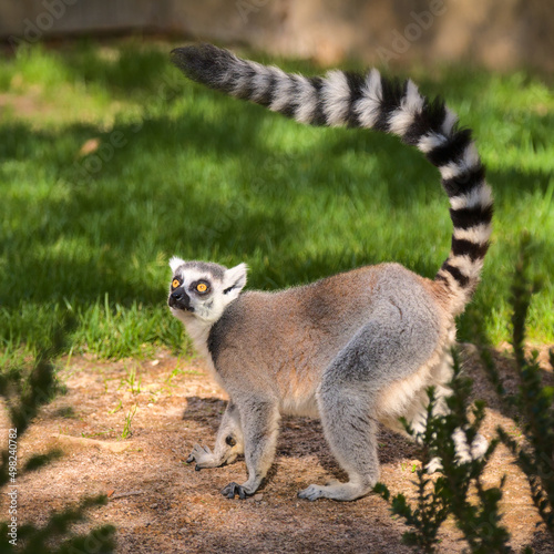 Ring-tailed lemur with a long beautiful tail. Animal of Madagascar, Africa. High quality nature photo.
