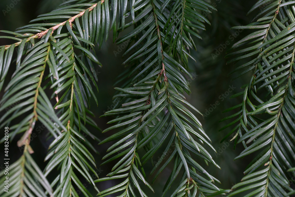 Spring Foliage and Flower Buds of the Coniferous Cow's Tail Pine or Japanese Plum Yew Cephalotaxus harringtonia Spring Foliage and Flower Buds of the Coniferous Cow's Tail Pine or Japanese Plum Yew Cephalotaxus harringtonia