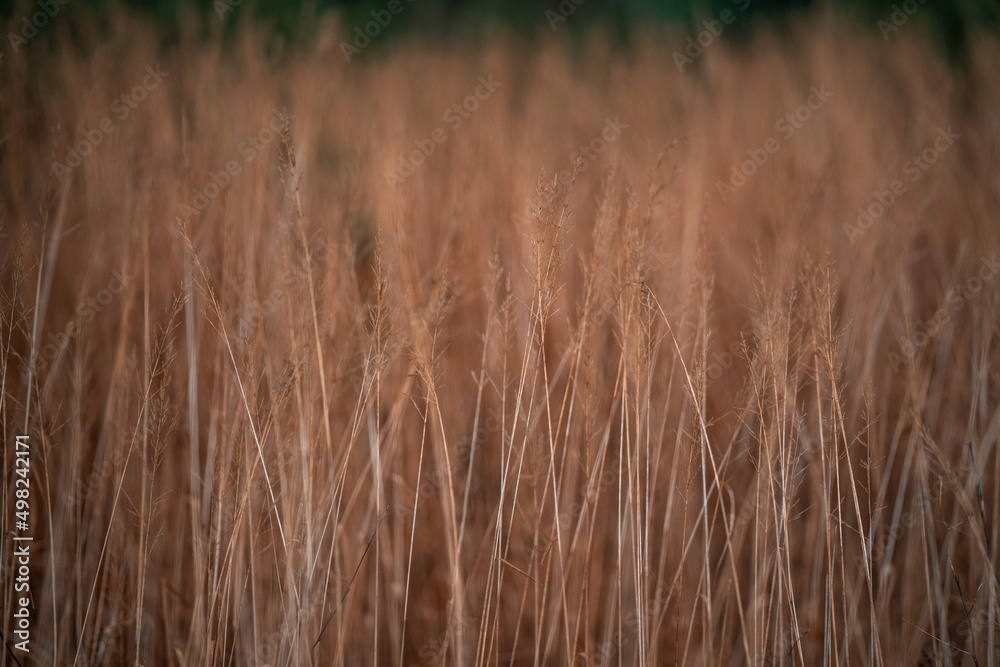 Fototapeta premium grass background