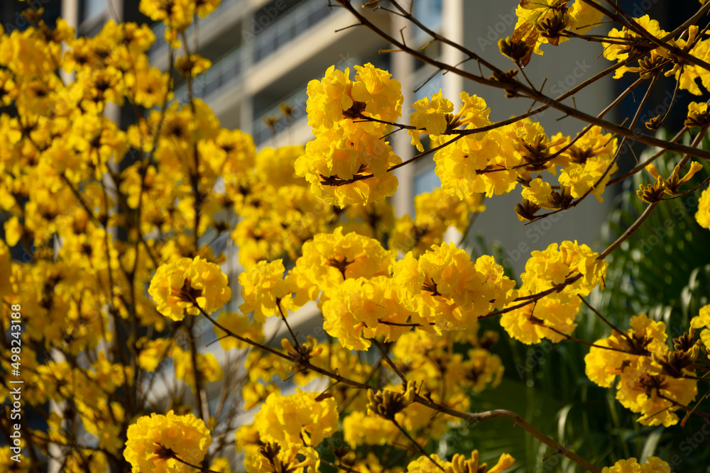 blooming Guayacan or Handroanthus chrysanthus or Golden Bell Tree in front of a building blooming Guayacan or Handroanthus chrysanthus or Golden Bell Tree in front of a building