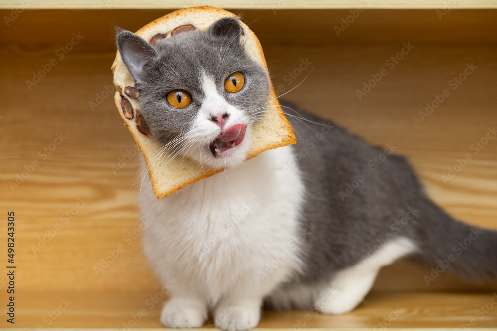 a cut british shorthair cat with slice of bread on the head