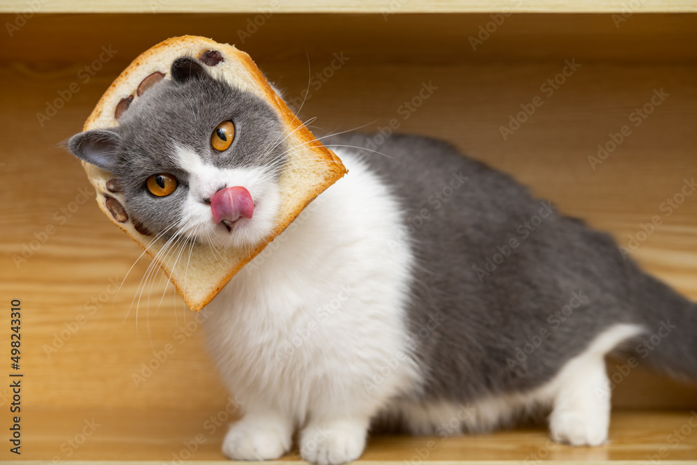 Cat slice of clearance bread