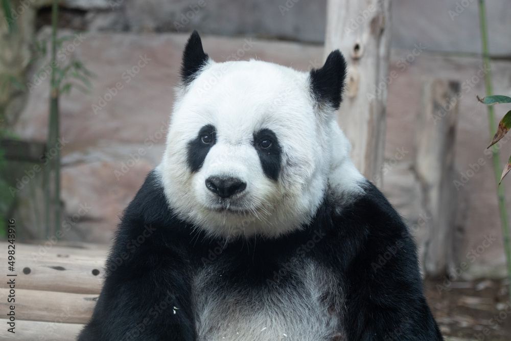 Sweet Fluffy Panda in Thailand, Lin Hui