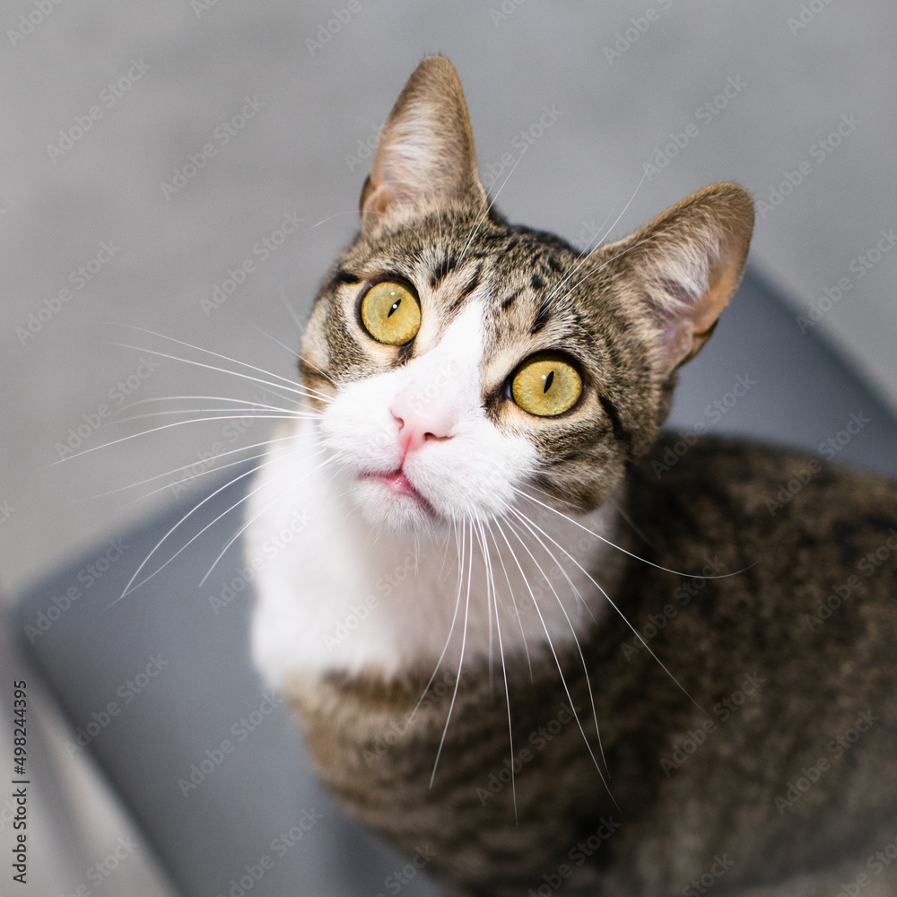 Close-up of cat with white nose and green eyes. White whiskers. Tiger hair. Looking upwards, zenithal. From above. Light background. Perched on a chair. Square.