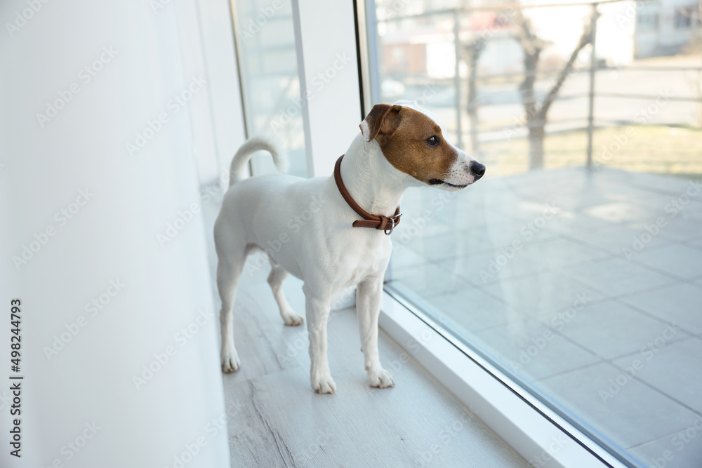 Cute Jack Russell Terrier on windowsill indoors