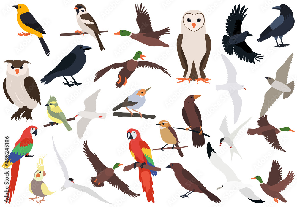 Obraz premium birds set flat design, isolated, vector