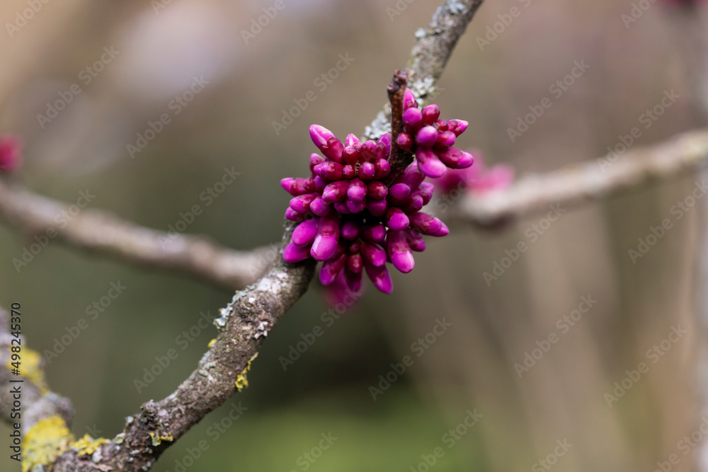 European Cercis, or Judas tree, or European crimson. Close-up of Cercis siliquastrum rosebuds. Spring, April, spring flower background, selective focus European Cercis, or Judas tree, or European crimson. Close-up of Cercis siliquastrum rosebuds. Spring, April, spring flower background, selective focus