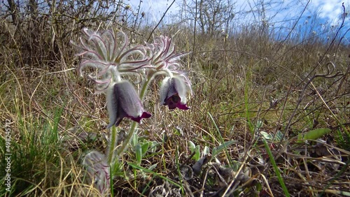 Eastern pasqueflower, cutleaf anemone (Pulsatilla patens) blooming in spring among the grass in the wild, Ukraine