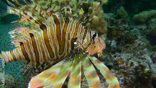 The brightly colored Common Lionfish (Pterois volitans) swims slowly with widened fins, then opens its mouth wide, close-up. photo