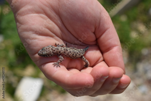Young Mediterranean house gecko (Hemidactylus turcicus) held in hand