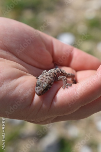 Young Mediterranean house gecko (Hemidactylus turcicus) held in hand photo