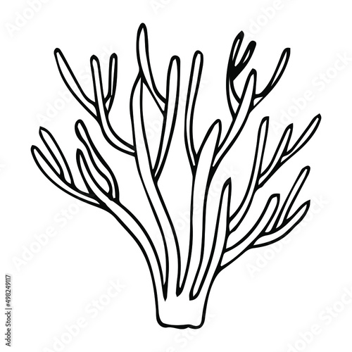 Vector isolated simple contour coral template. Colorless black line coral branch outline doodle sketch.