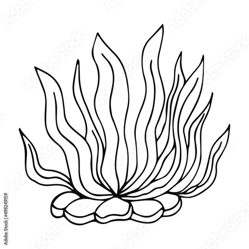 Vector isolated simple contour coral template. Colorless black line coral branch outline doodle sketch.