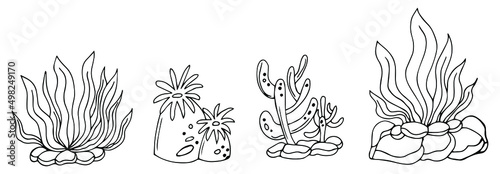 Sketch seaweed. Isolated ocean seaweeds, aquarium decorative art elements. Underwater corals, engraving sea algae laminaria exact set