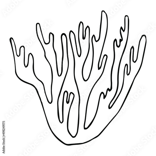 Vector isolated simple contour coral template. Colorless black line coral branch outline doodle sketch.
