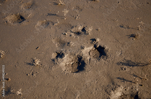 Footprints in the mud. Brown wet footprint on the coast