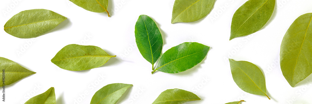Fototapeta premium Bay leaf panorama. A pattern of dry laurel leaves with a couple of fresh and bright ones, overhead flat lay shot on a white background, culinary panoramic banner