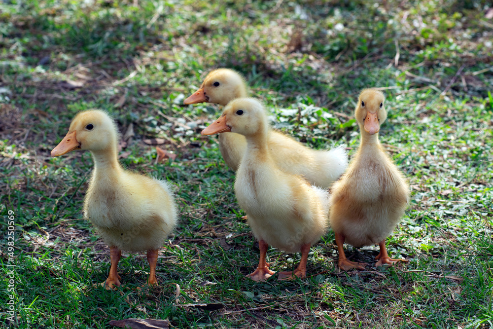 Four cute ducklings are grouped together in nature.
