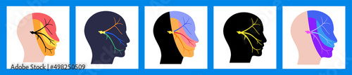 Trigeminal nerve diagram photo