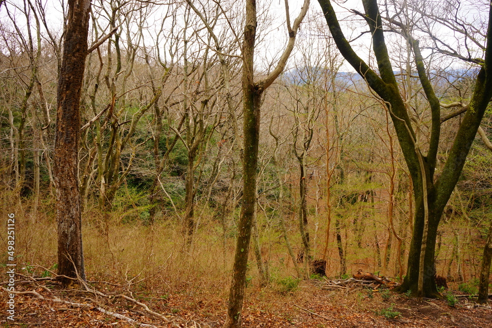 Fototapeta premium Winter Forest Image - 新緑 霧 雑木林