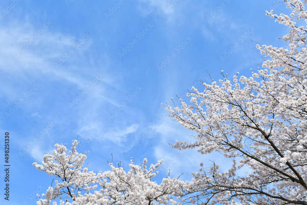 満開の桜と青空