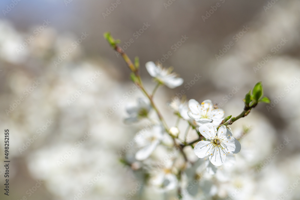 White flowers bloom in the trees. Spring landscape with blooming sakura tree. Beautiful blooming garden on a sunny day. Copy space for text. White flowers bloom in the trees. Spring landscape with blooming sakura tree. Beautiful blooming garden on a sunny day. Copy space for text.