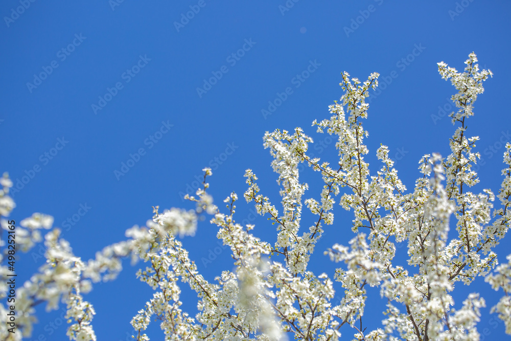 White flowers bloom in the trees. Spring landscape with blooming sakura tree. Beautiful blooming garden on a sunny day. Copy space for text. White flowers bloom in the trees. Spring landscape with blooming sakura tree. Beautiful blooming garden on a sunny day. Copy space for text.
