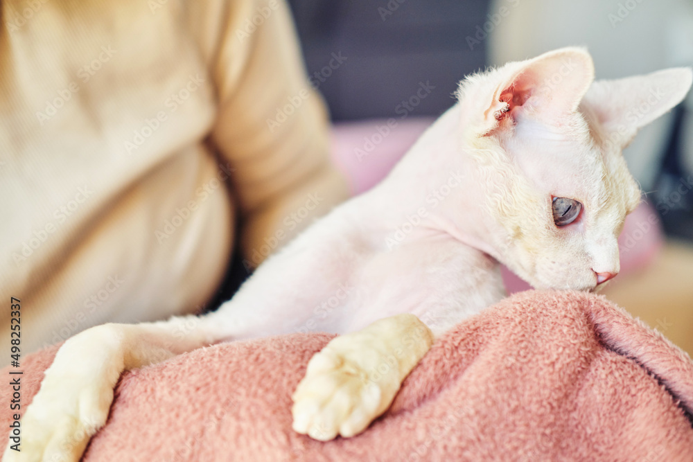 Sphynx Devon Rex cat close-up. Portrait of a pet. Sphynx Devon Rex cat close-up. Portrait of a pet.
