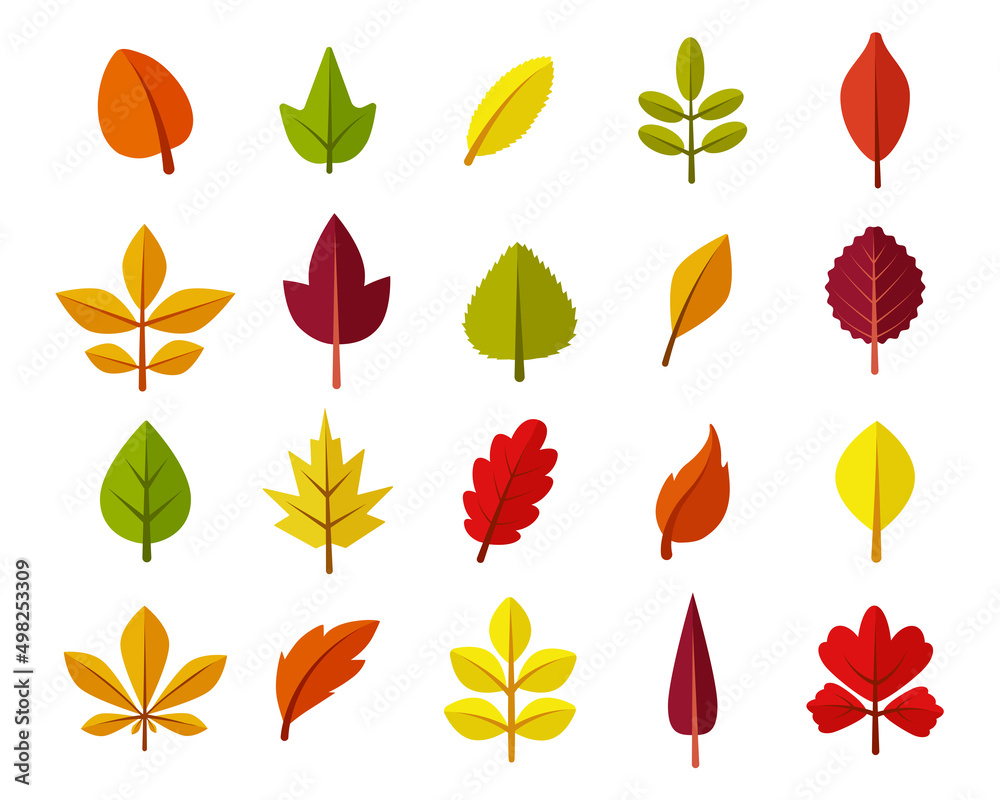 Fototapeta premium Autumn leaves. Color season forest collection. Vector fall nature season