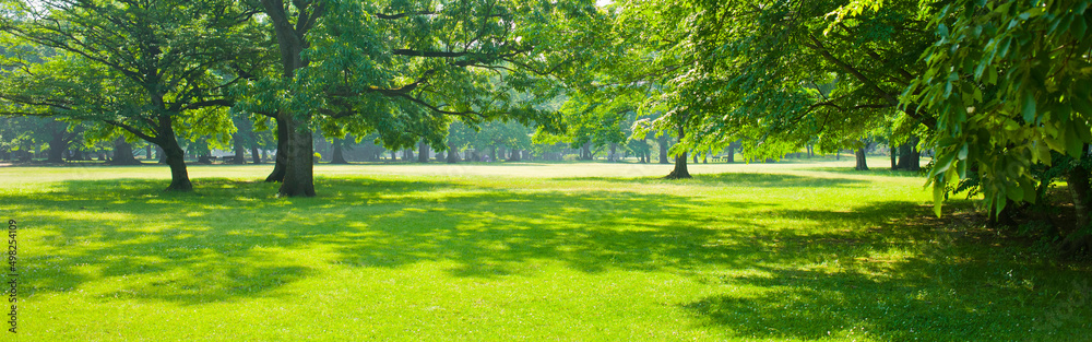 Fototapeta premium summer garden