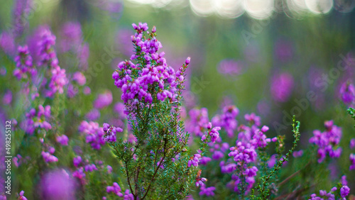 Macro de fleurs de bruyère, photographiées dans la pénombre, au bord d'un étang, dans la forêt des Landes de Gascogne